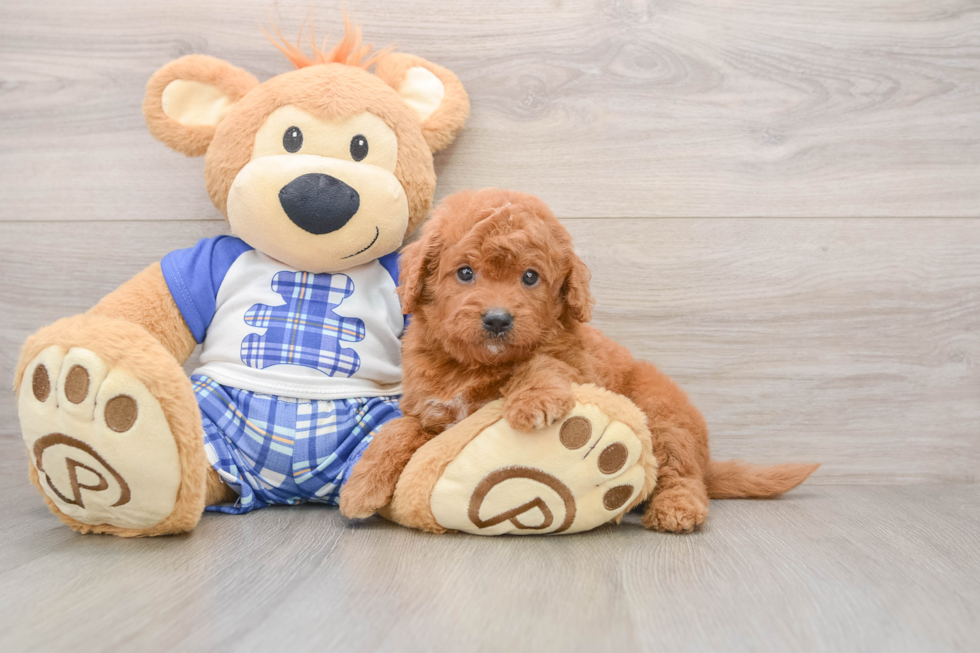 Mini Goldendoodle Puppy for Adoption
