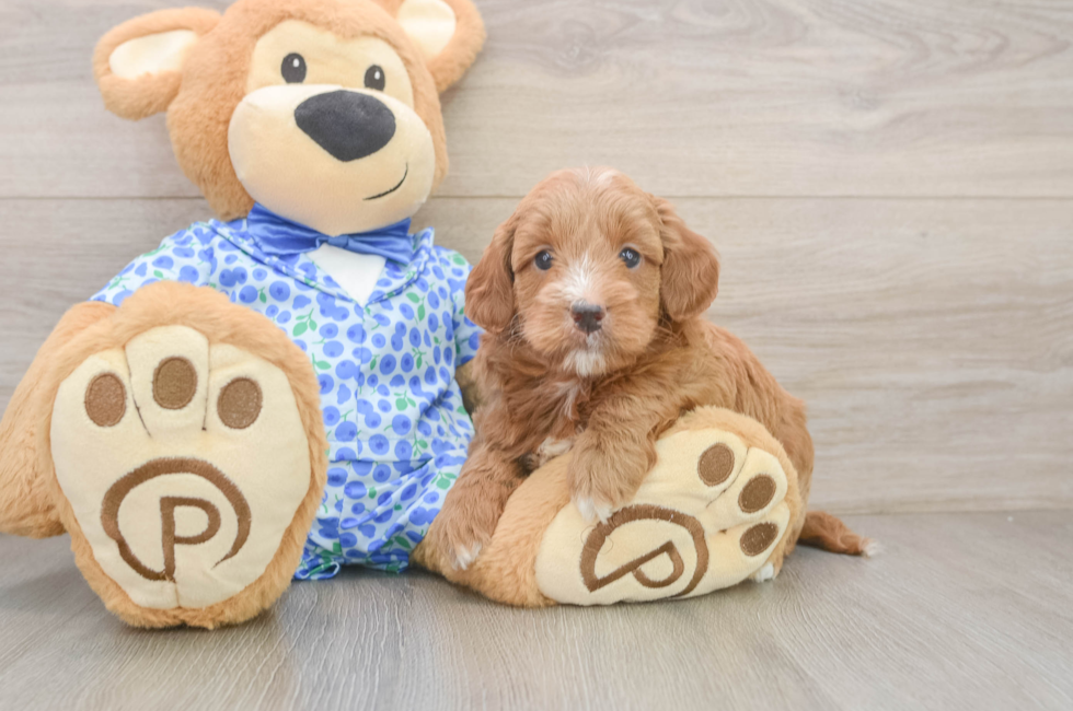 6 week old Mini Goldendoodle Puppy For Sale - Seaside Pups