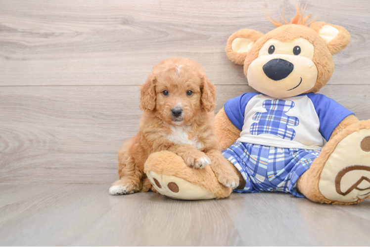 Best Mini Goldendoodle Baby