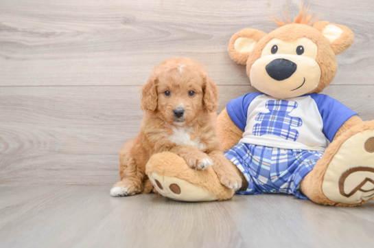 Best Mini Goldendoodle Baby