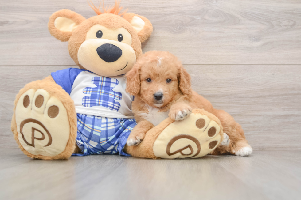 Best Mini Goldendoodle Baby