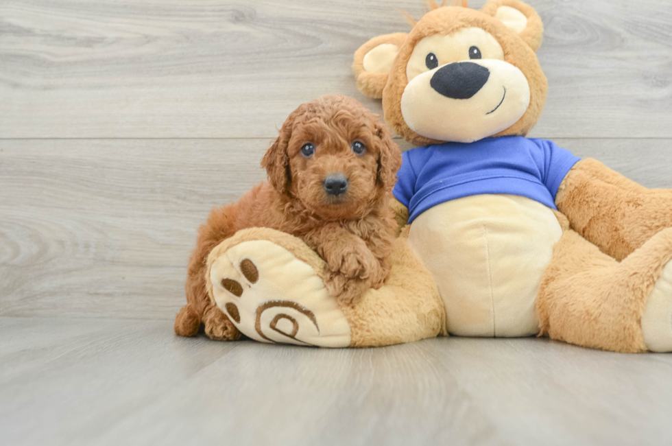 6 week old Mini Goldendoodle Puppy For Sale - Seaside Pups