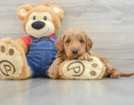 6 week old Mini Goldendoodle Puppy For Sale - Seaside Pups