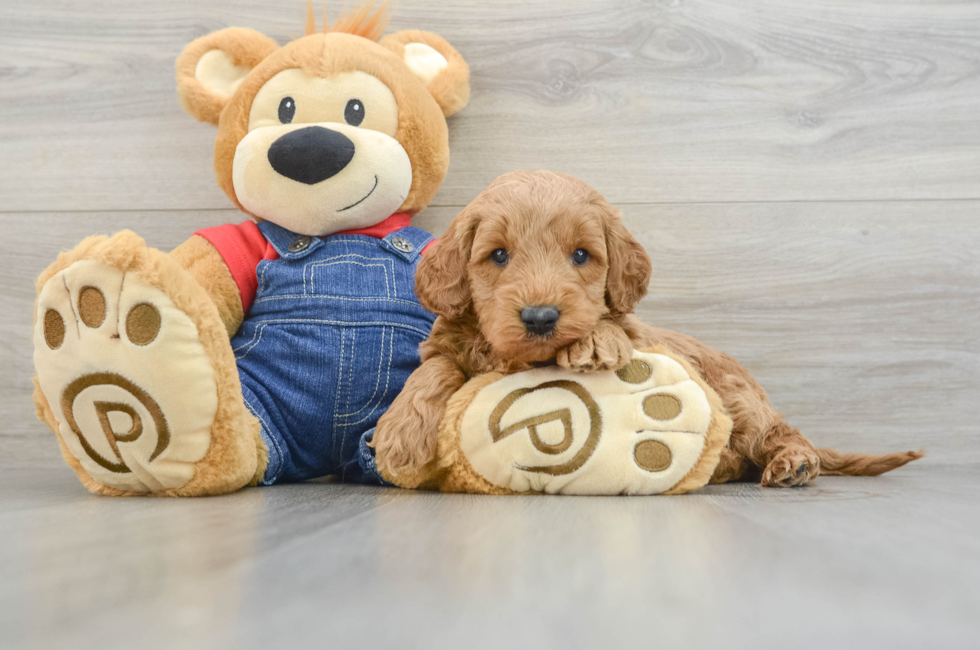 6 week old Mini Goldendoodle Puppy For Sale - Seaside Pups