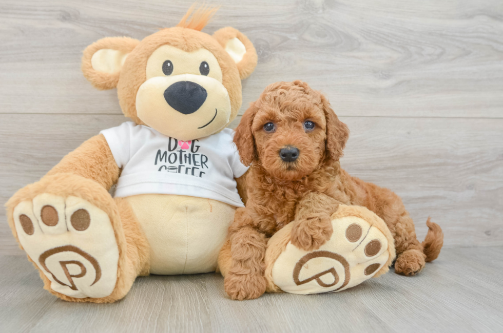 6 week old Mini Goldendoodle Puppy For Sale - Seaside Pups