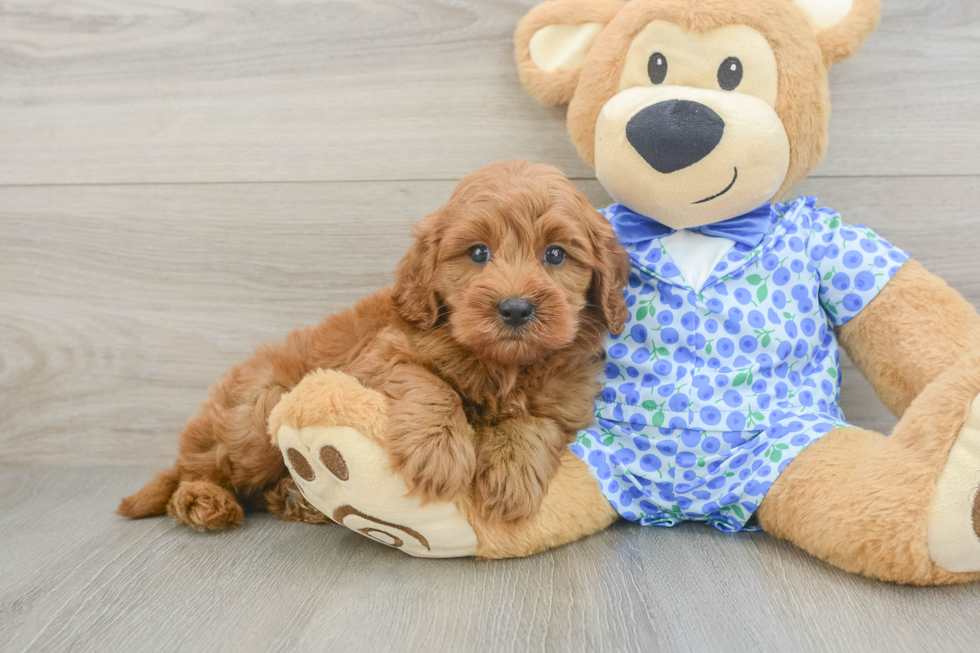 Petite Mini Goldendoodle Poodle Mix Pup