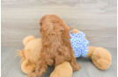 Mini Goldendoodle Pup Being Cute