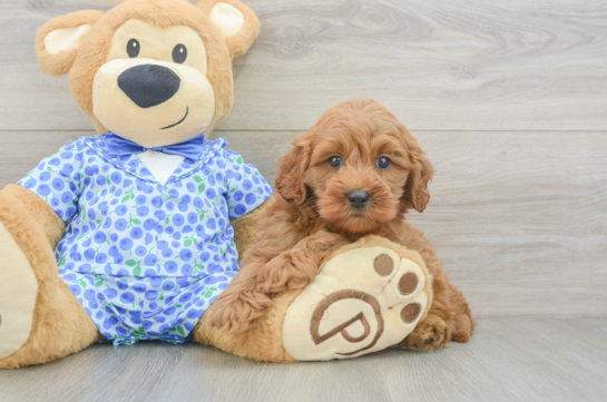 Cute Mini Goldendoodle Baby