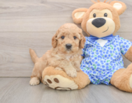 7 week old Mini Goldendoodle Puppy For Sale - Seaside Pups