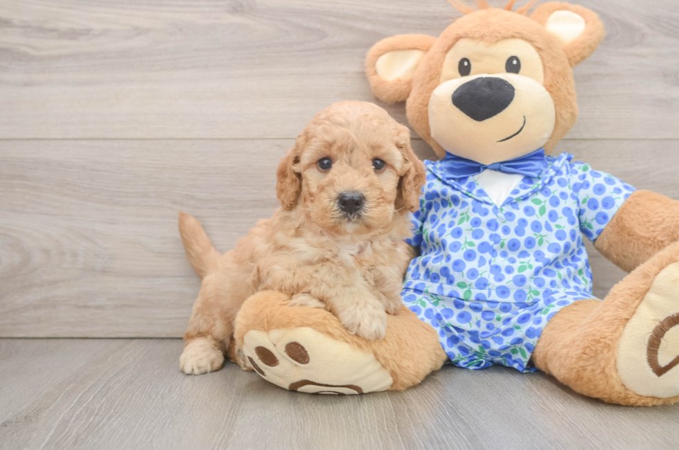 6 week old Mini Goldendoodle Puppy For Sale - Seaside Pups