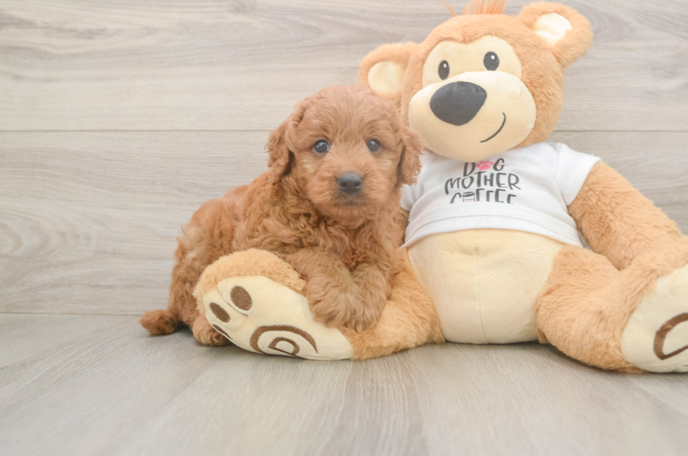 5 week old Mini Goldendoodle Puppy For Sale - Seaside Pups