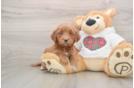 Best Mini Goldendoodle Baby