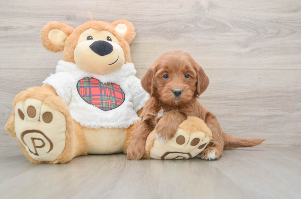 5 week old Mini Goldendoodle Puppy For Sale - Seaside Pups