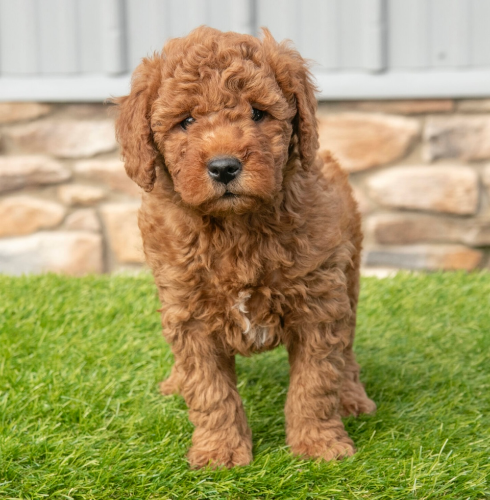 Cute Mini Goldendoodle Baby