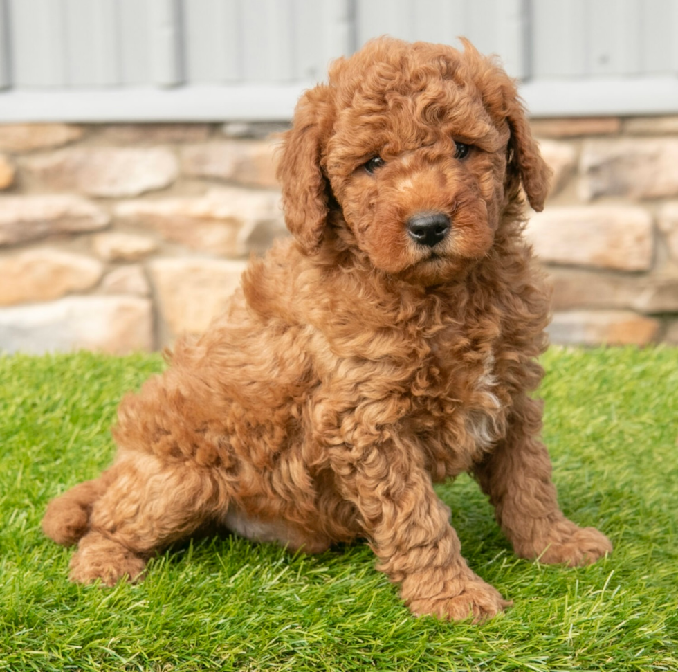 Mini Goldendoodle Puppy for Adoption