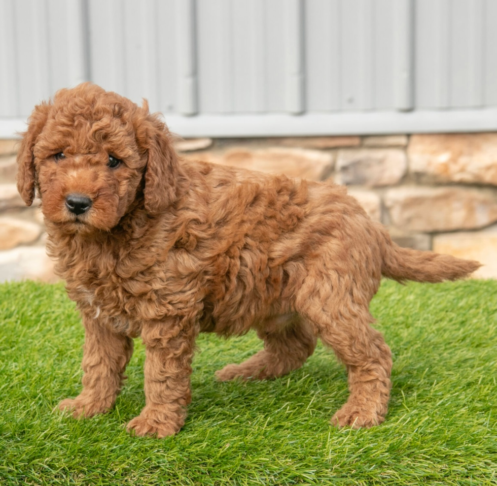 Cute Mini Goldendoodle Poodle Mix Pup