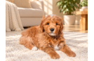 Mini Goldendoodle Puppy for Adoption