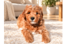 Mini Goldendoodle Puppy for Adoption