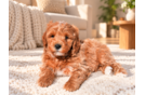Mini Goldendoodle Puppy for Adoption