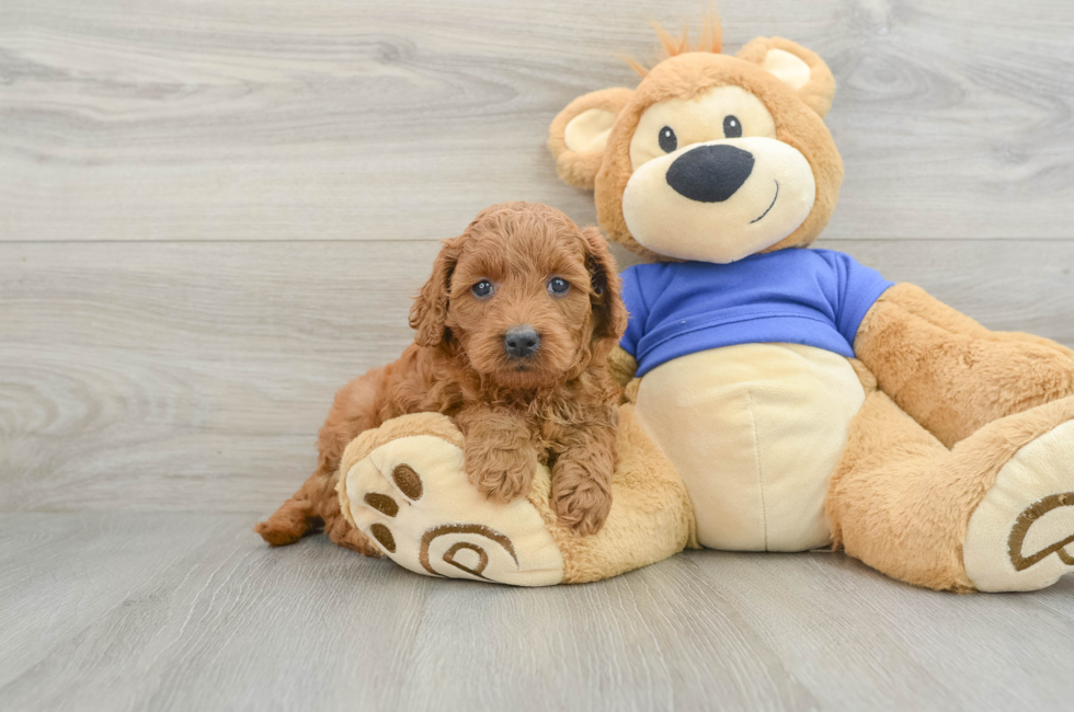 6 week old Mini Goldendoodle Puppy For Sale - Seaside Pups