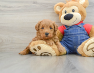 7 week old Mini Goldendoodle Puppy For Sale - Seaside Pups