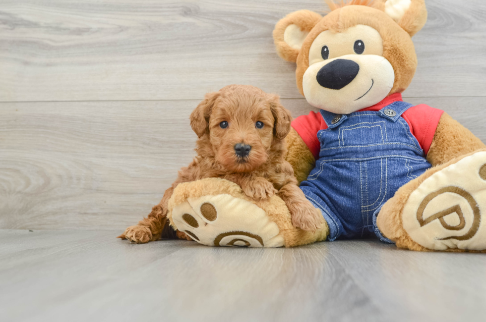 6 week old Mini Goldendoodle Puppy For Sale - Seaside Pups