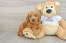 Mini Goldendoodle Puppy for Adoption