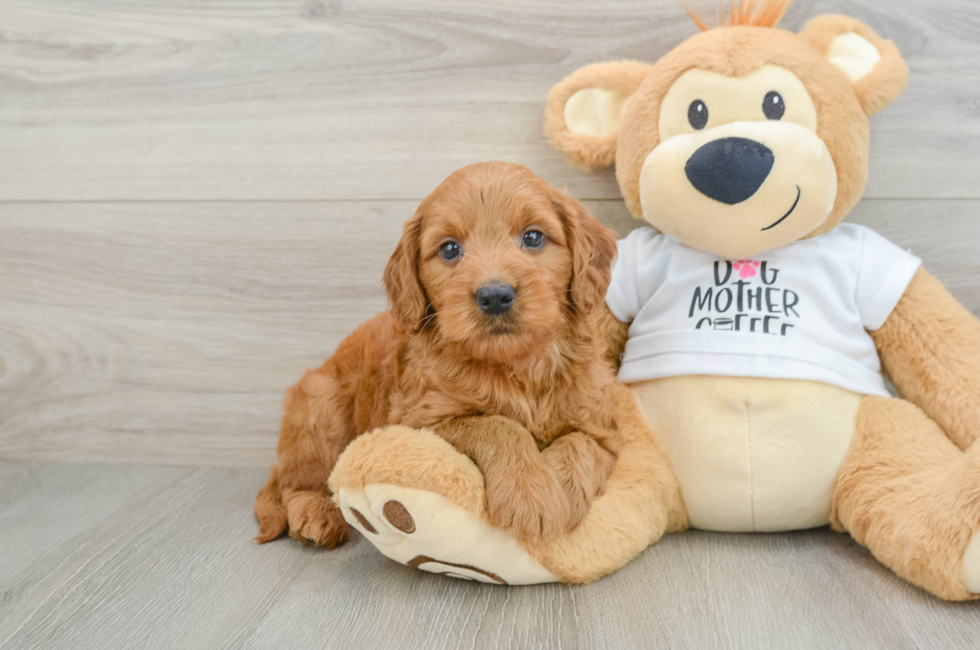 6 week old Mini Goldendoodle Puppy For Sale - Seaside Pups