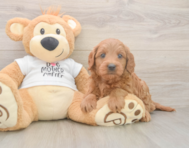 7 week old Mini Goldendoodle Puppy For Sale - Seaside Pups