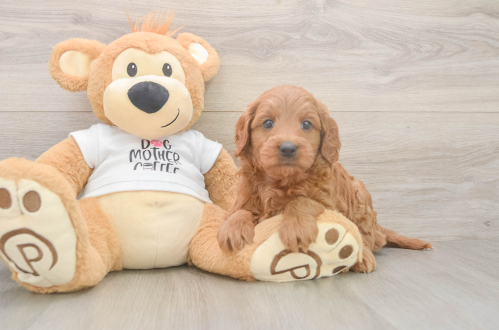 5 week old Mini Goldendoodle Puppy For Sale - Seaside Pups