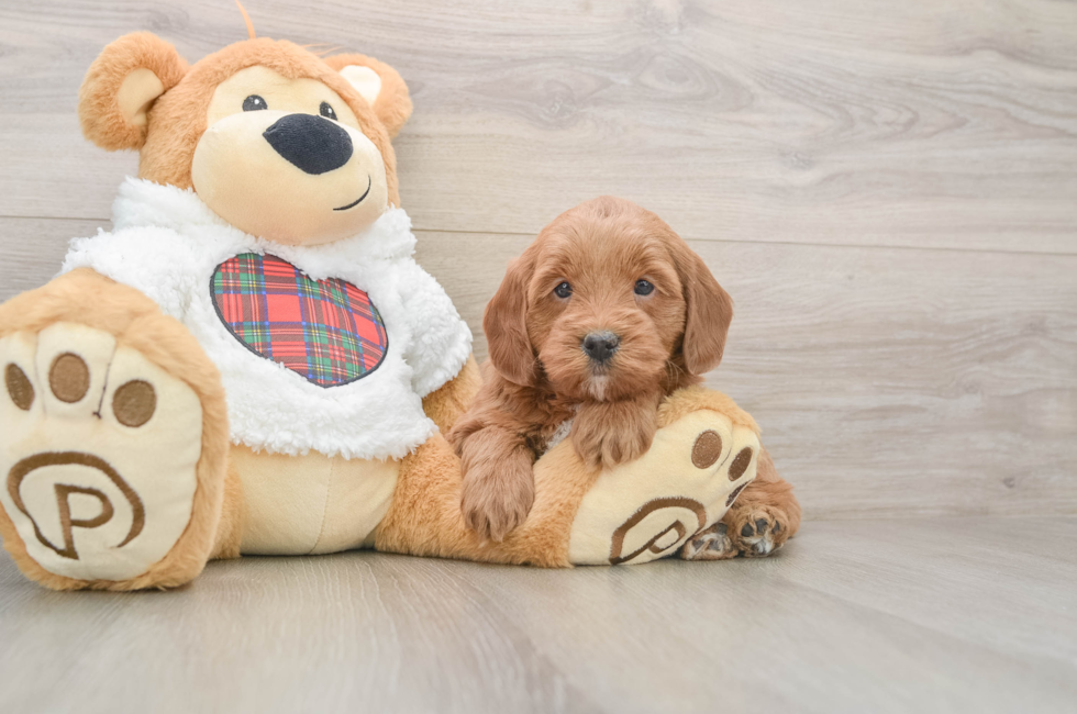 5 week old Mini Goldendoodle Puppy For Sale - Seaside Pups