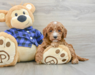9 week old Mini Goldendoodle Puppy For Sale - Seaside Pups