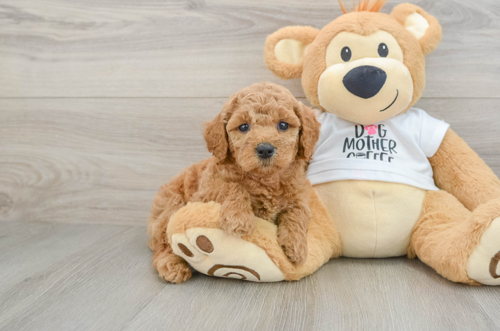 6 week old Mini Goldendoodle Puppy For Sale - Seaside Pups