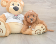 7 week old Mini Goldendoodle Puppy For Sale - Seaside Pups