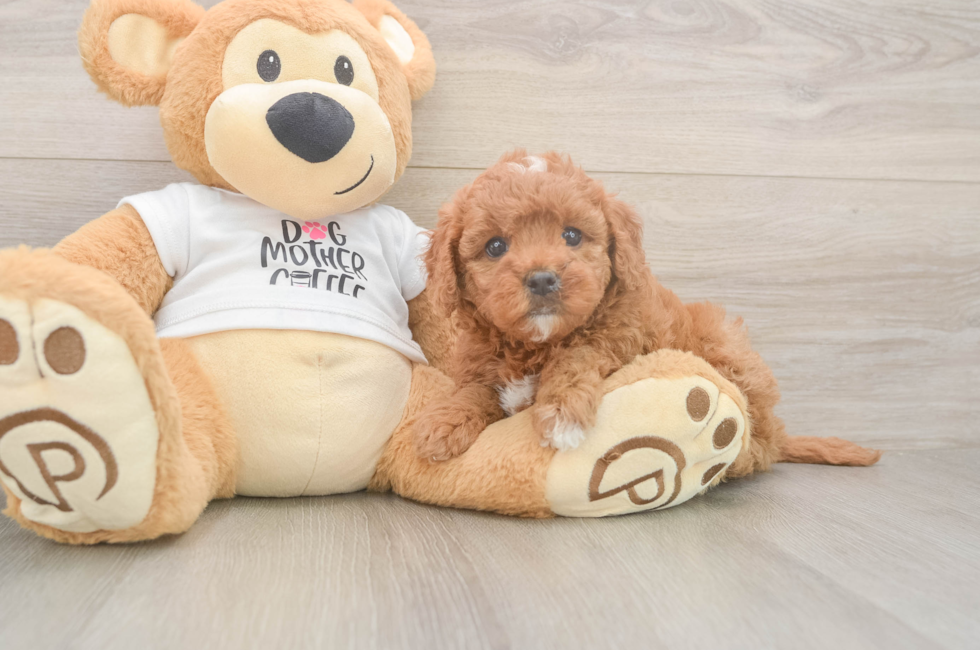 5 week old Mini Goldendoodle Puppy For Sale - Seaside Pups