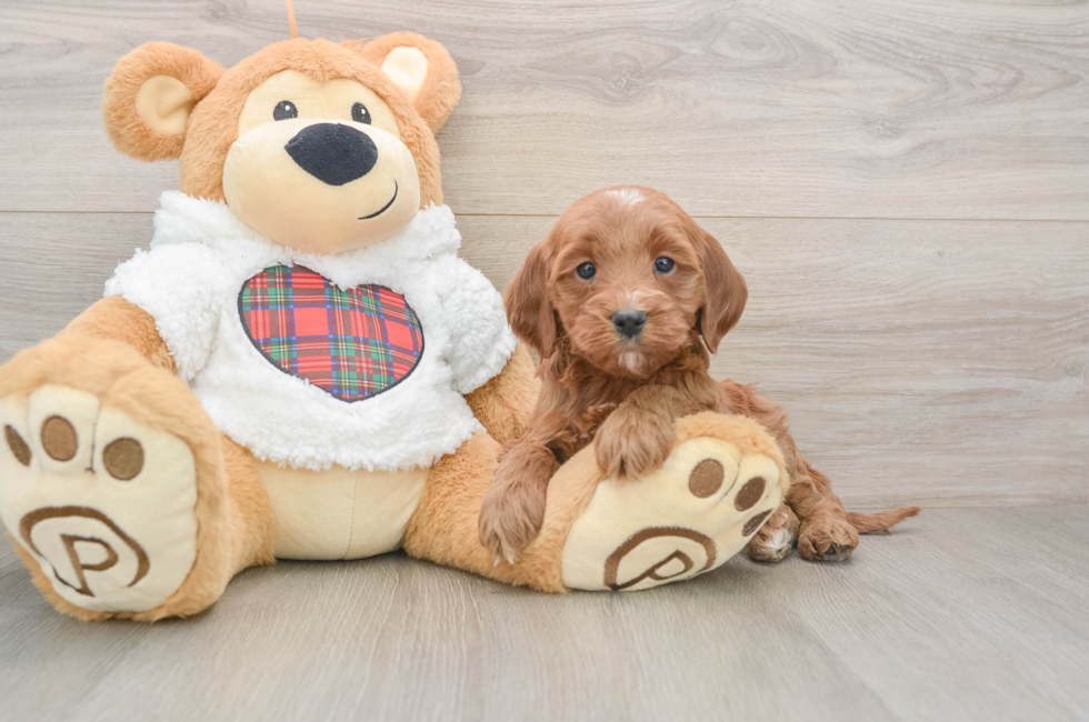 5 week old Mini Goldendoodle Puppy For Sale - Seaside Pups