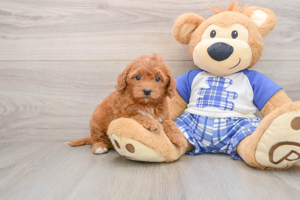 Playful Mini Groodle Poodle Mix Puppy