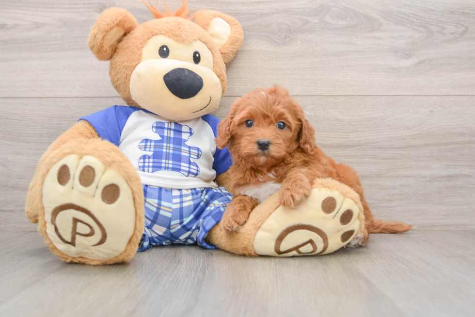 Petite Mini Goldendoodle Poodle Mix Pup