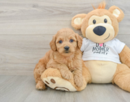 8 week old Mini Goldendoodle Puppy For Sale - Seaside Pups
