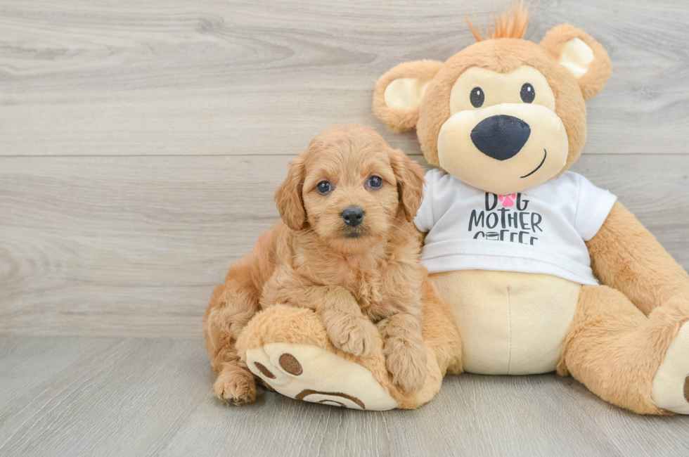6 week old Mini Goldendoodle Puppy For Sale - Seaside Pups
