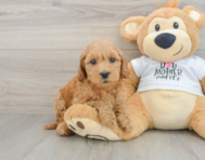 8 week old Mini Goldendoodle Puppy For Sale - Seaside Pups