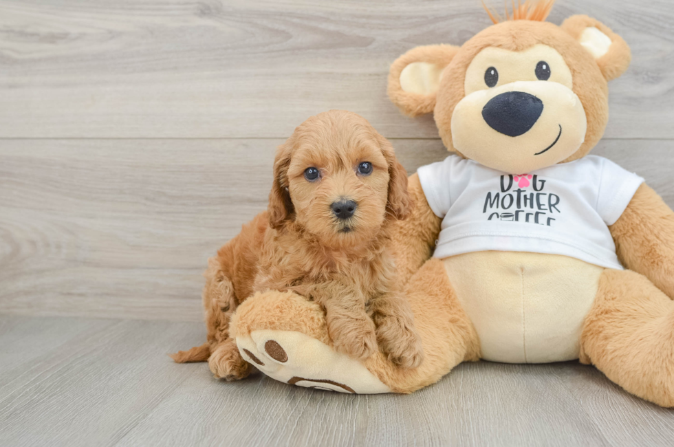 6 week old Mini Goldendoodle Puppy For Sale - Seaside Pups