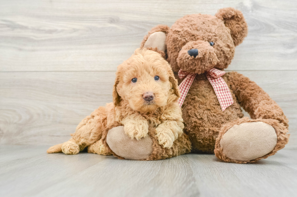 6 week old Mini Goldendoodle Puppy For Sale - Seaside Pups