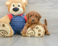 7 week old Mini Goldendoodle Puppy For Sale - Seaside Pups