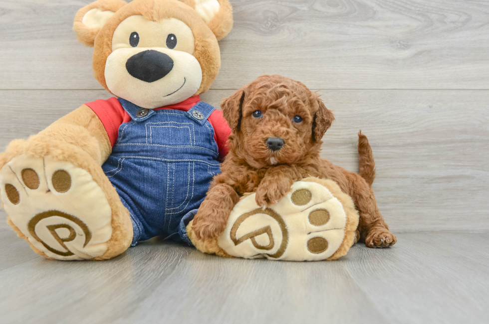 7 week old Mini Goldendoodle Puppy For Sale - Seaside Pups