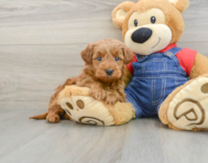 8 week old Mini Goldendoodle Puppy For Sale - Seaside Pups