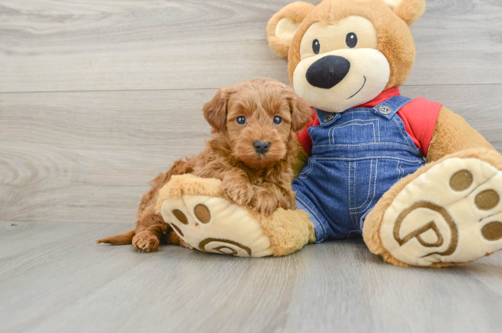 6 week old Mini Goldendoodle Puppy For Sale - Seaside Pups