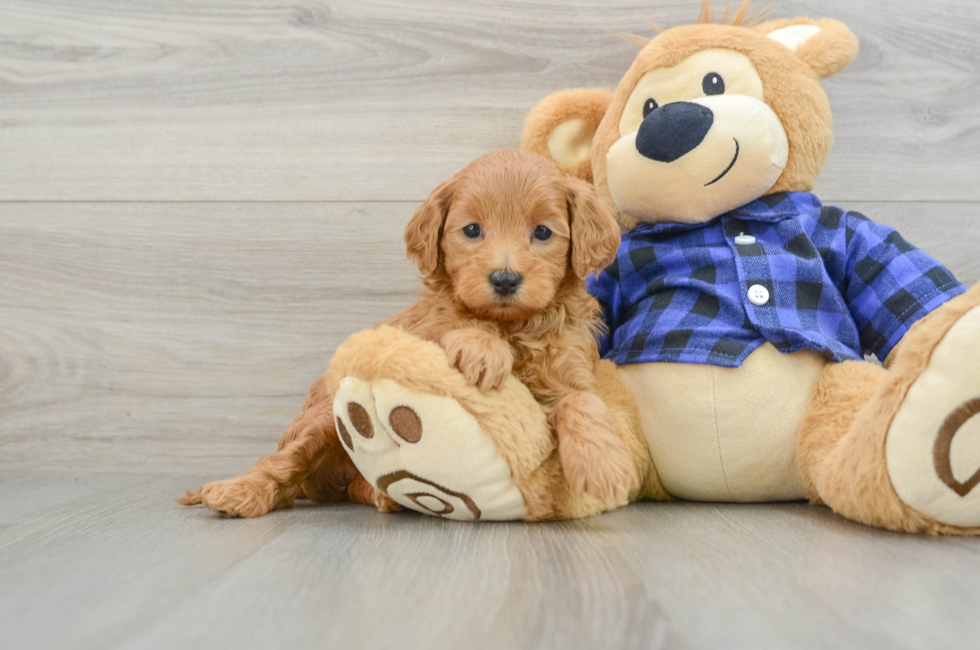 5 week old Mini Goldendoodle Puppy For Sale - Seaside Pups