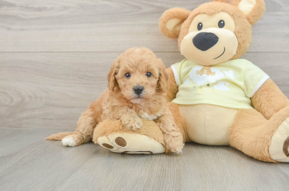 5 week old Mini Goldendoodle Puppy For Sale - Seaside Pups