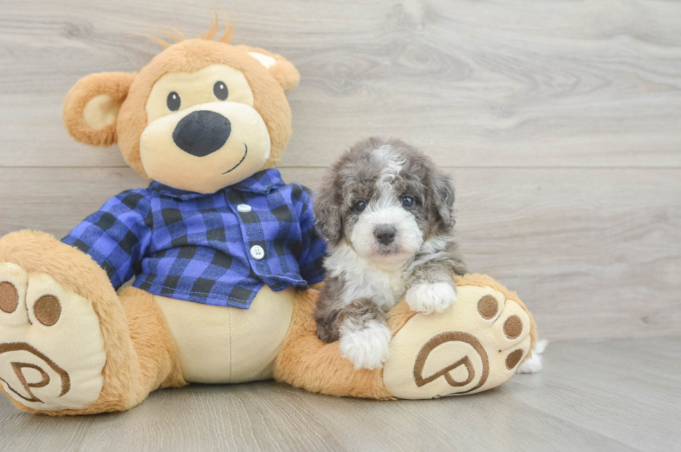 5 week old Mini Goldendoodle Puppy For Sale - Seaside Pups